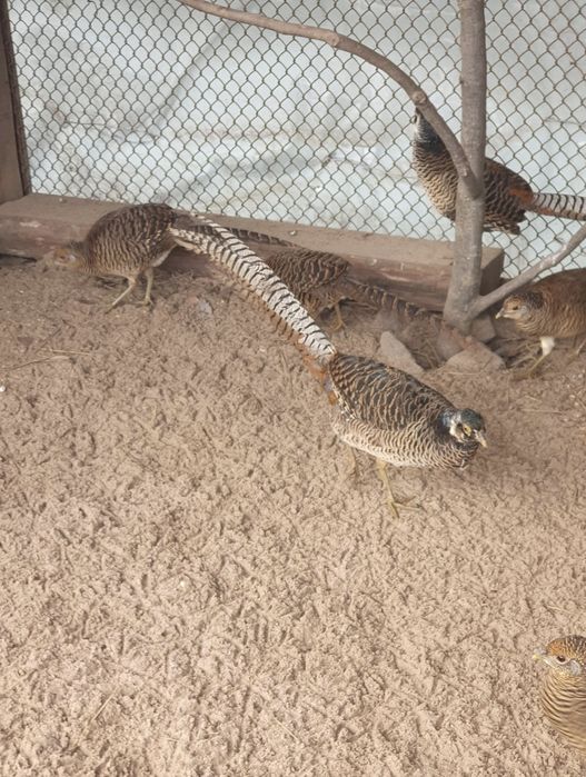 Продам фазана ушастого