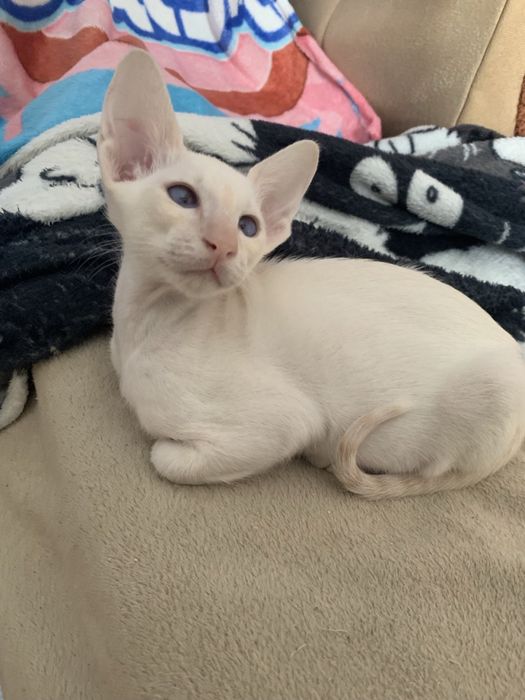 Ориентальный мальчик