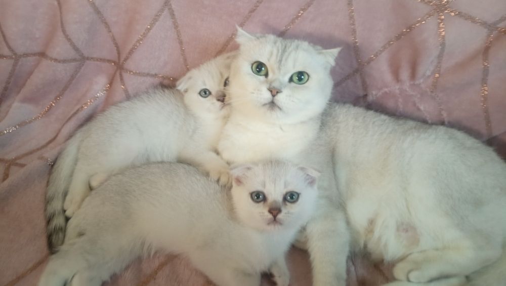 Котята серебристой шиншиллы