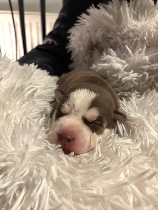 Siberian husky sprzedam