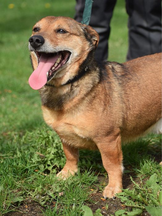 Mały, rudy Ekwador szuka domu!