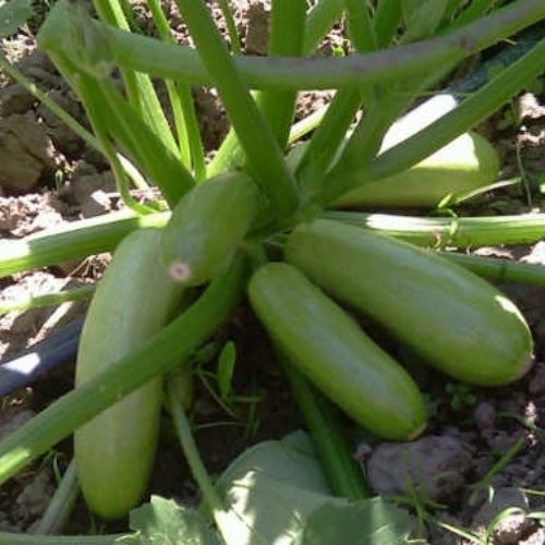 Насіння Кабачка ИСКАНДЕР F1 ESKENDERANY F1 Семена Кабачка