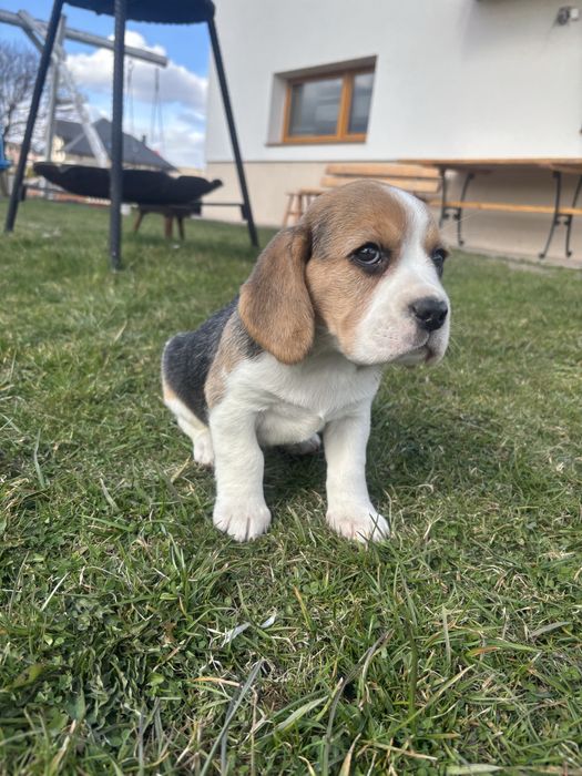 Suczka szczeniak Beagle tricolor