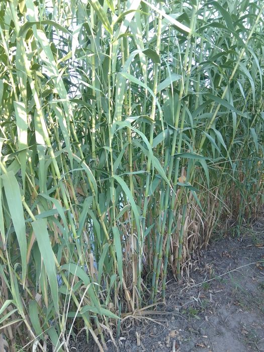 Тростник, бамбук Арундо