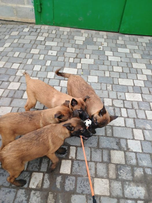 Продам цуценят бельгійської вівчарки