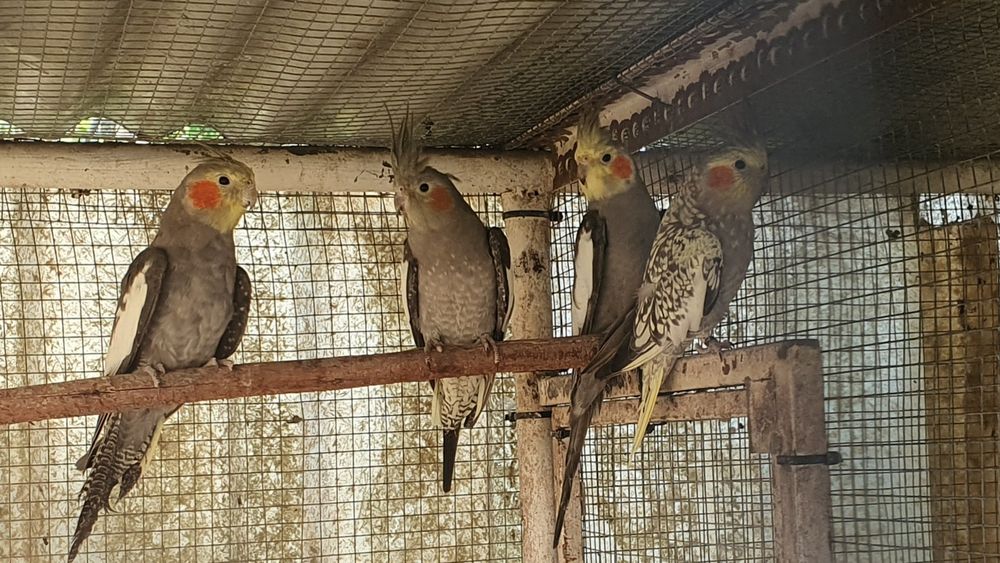 Caturras com documentação