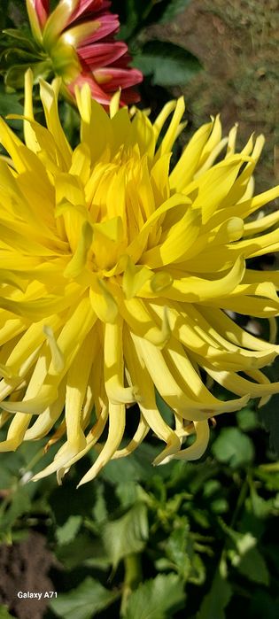 Продам бульби жоржин