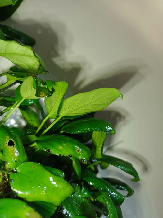 Anubias roślina akwariowa
