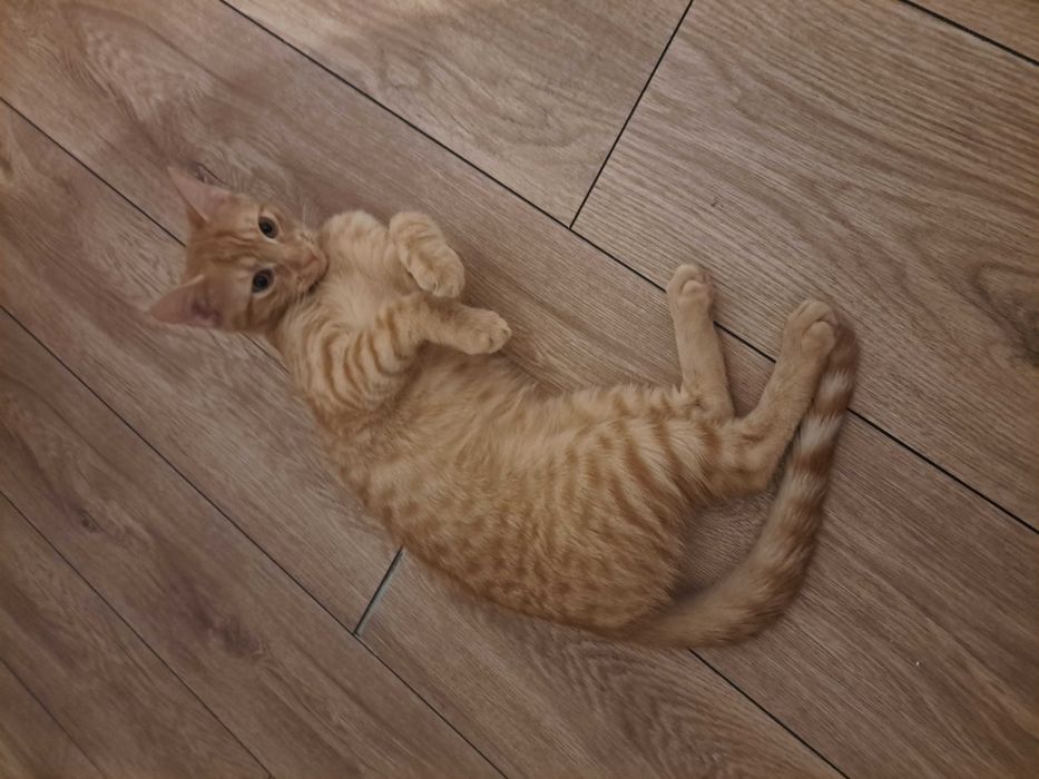 Młoda kotka do adopcji