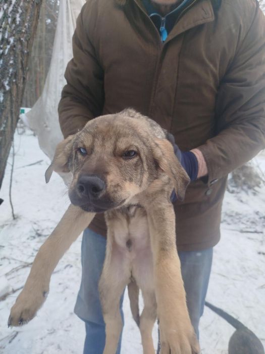 4 хлопчика і дві дівчинки терміново шукають дім