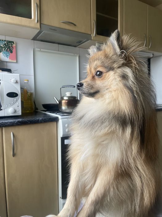 Отдам немецкого шпица