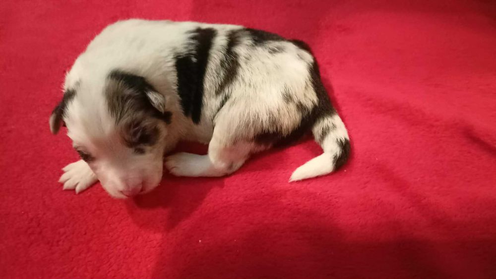 border collie blue merle FCI do dogoterapii
