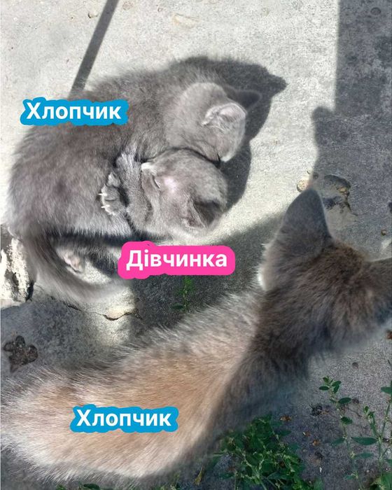 Кошенята, котики, котенята. Віддам в добрі руки.