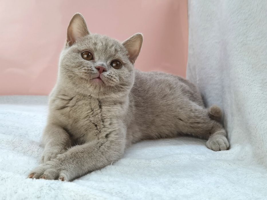 Шотландская кошечка фавн с документами ВЦФ и ветпаспортом