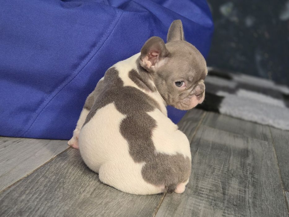 французький бульдог милий хлопчик