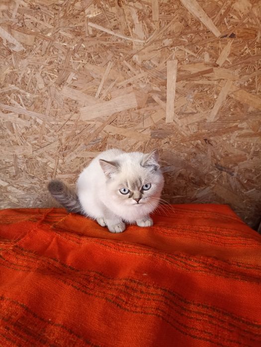 Пропоную кошенят скоттіш страйт