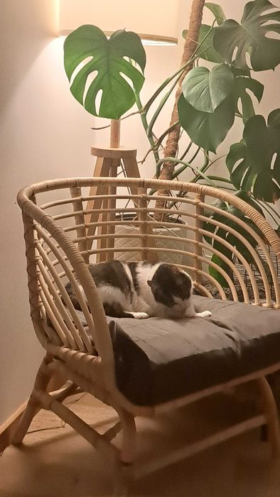 Opieka nad kotami z dojazdem | Bez hotelu, bez stresu