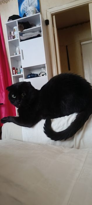 Віддам  чорного кота веслоухого шотландця в добру хорошу сім'ю! М.Київ