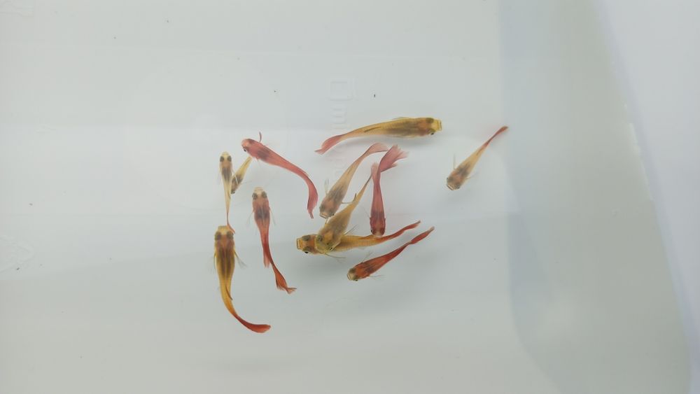 Lindos Guppy Red Blonde puros