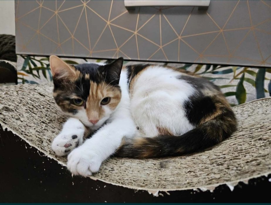 Piękna trikolorka Emti do adopcji