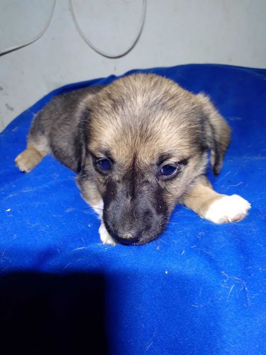 Предлагаются щенки