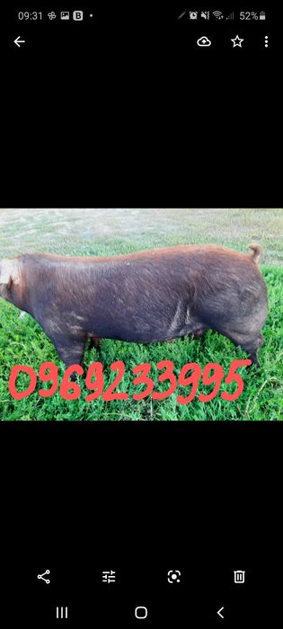 хрячков на племя Кантор  Пьетрен беркшир большой выбор