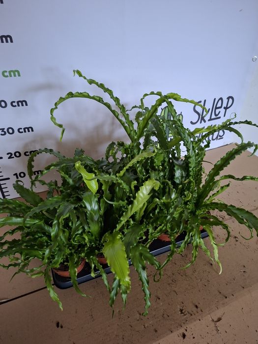 Asplenium antiquum 'Osaka'  WYSYŁKA