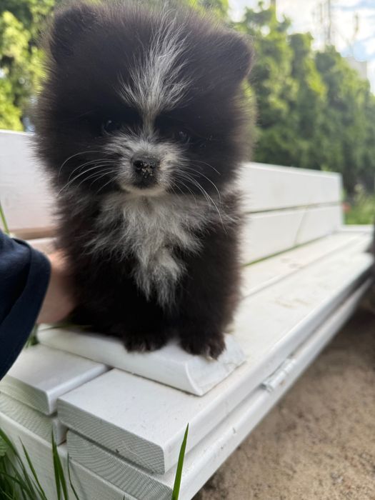 Szpic miniaturowy Pomeranian
