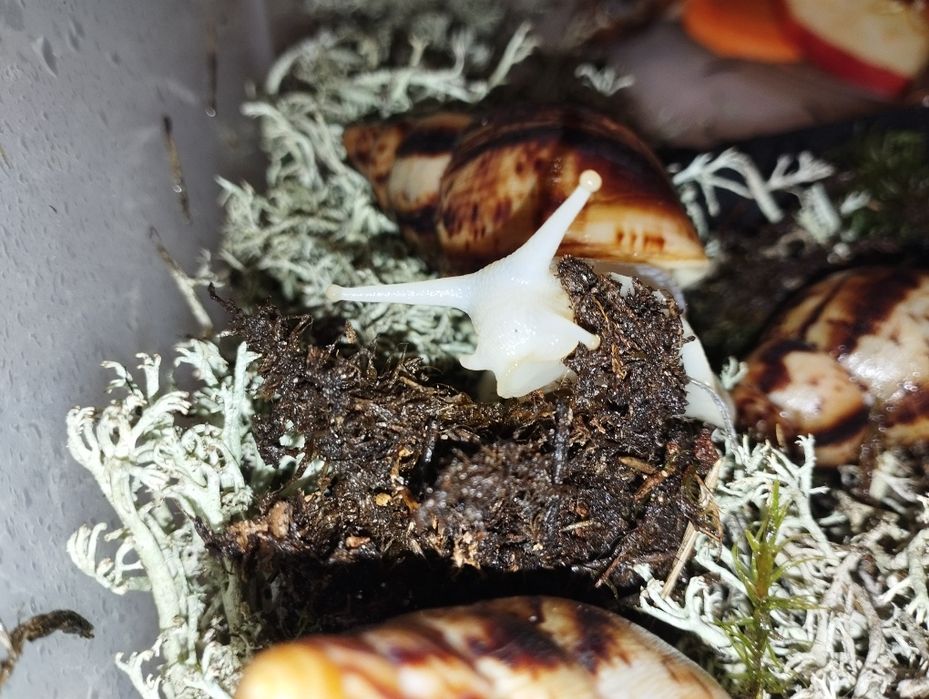 Ахатина Ретекулята Альбіно