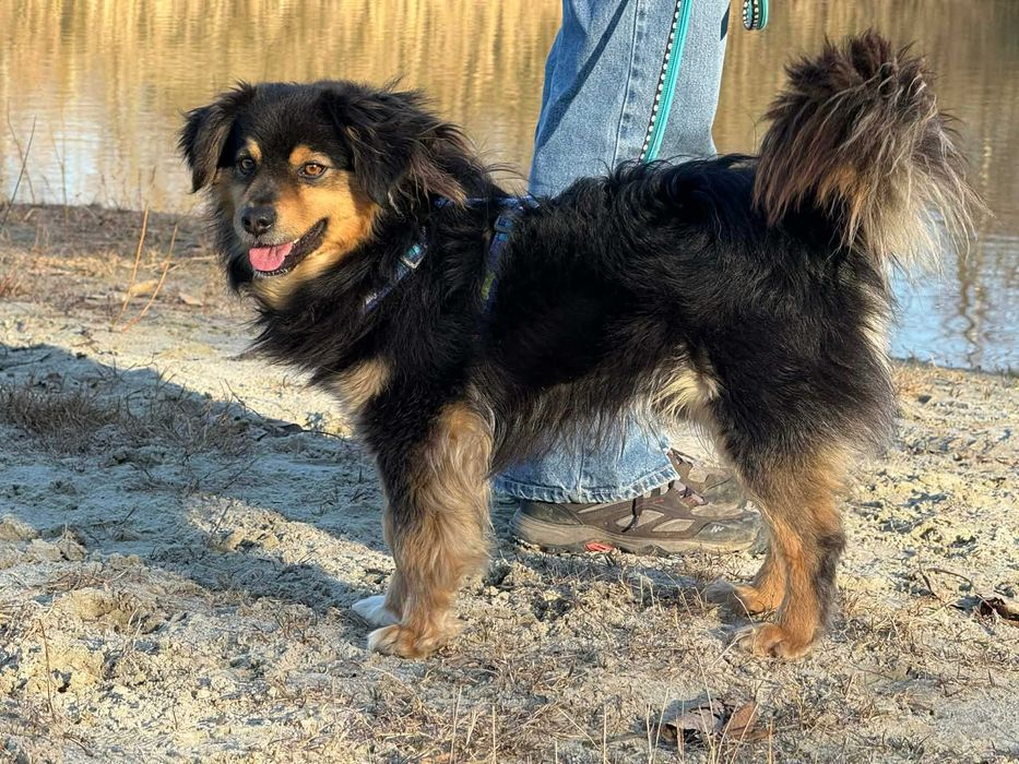 Drako- młody przekochany psiak do adopcji