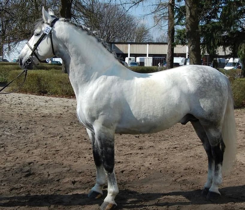 Stanówka Ogier śląski Ramzes II