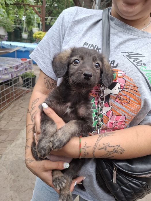 Цуценя в добрі руки