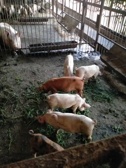 Маленькі свиночки , кабанчики