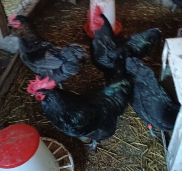 Jaja lęgowe welsumer  Red Caps wandota WAYNDOTTA Ayam
