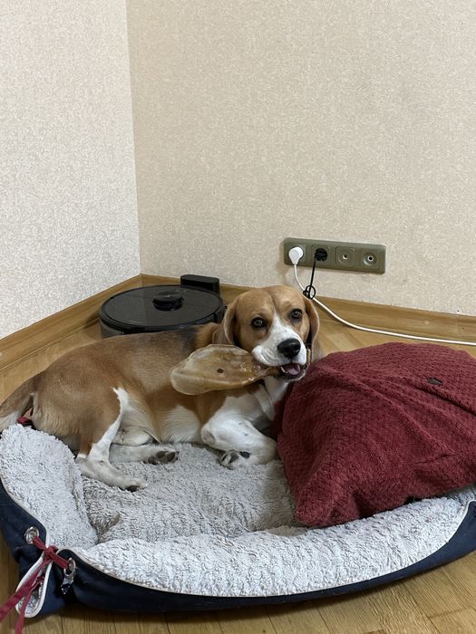 Індивідуальна перетримка тварин /Ніяких кліток/ котів / собак