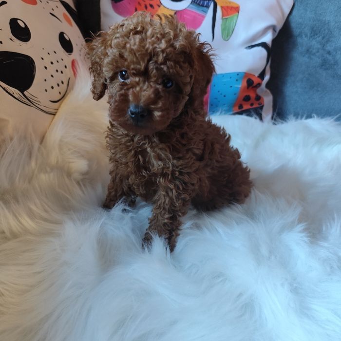 Pudel suczka toy/miniatura