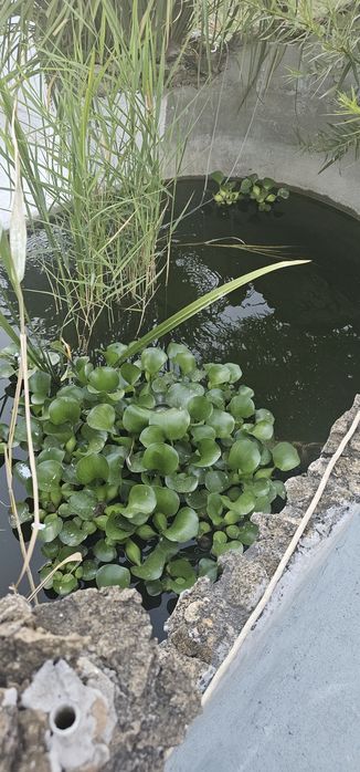 Продажа эйхорния (водный гиацинт)