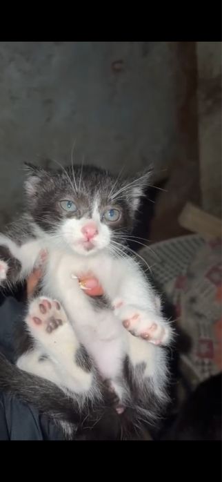 Gatinhos para adoção