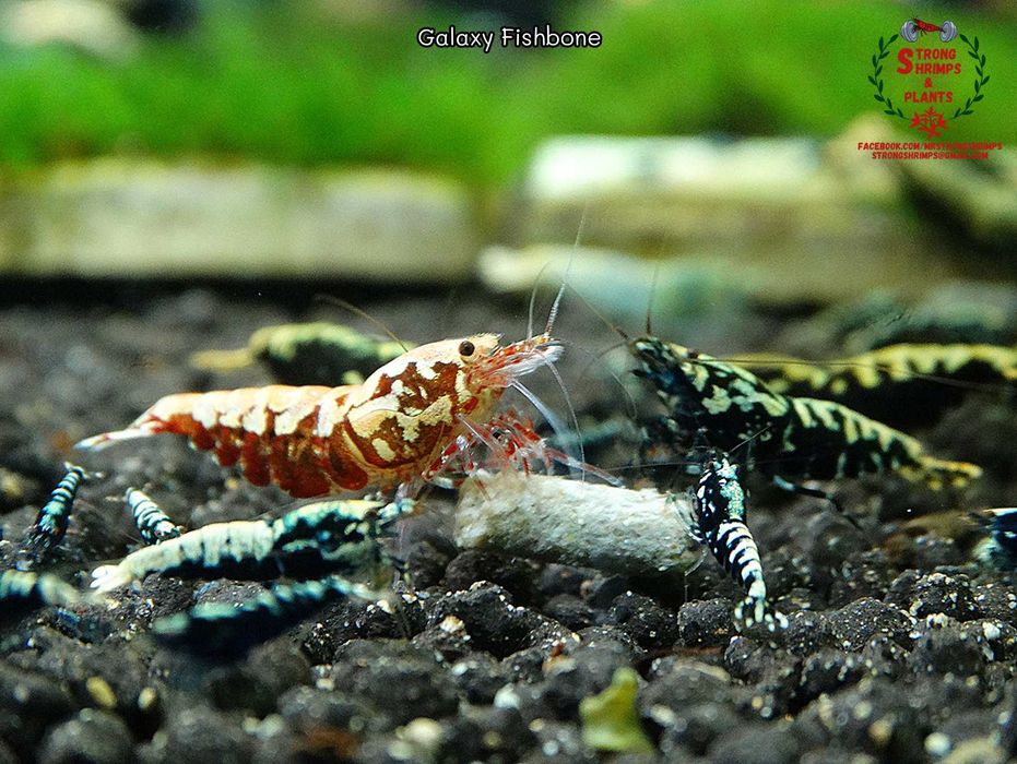 Krewetki Caridina Galaxy Fishbone Mid ZAMIANA GRATIS PROMOCJA