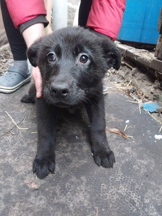 Продам щенков немецкой овчарки