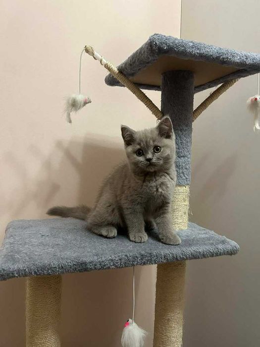 Kot Brytyjski - kotka