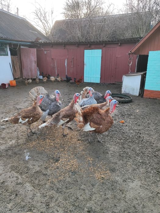 Індик индюк на племя Голубий Аспідний бурбон
