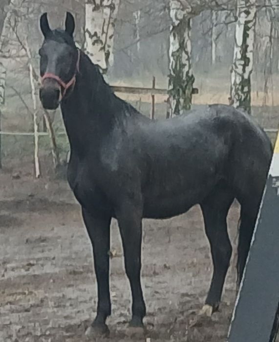 Klacz sp 12lat 182cm