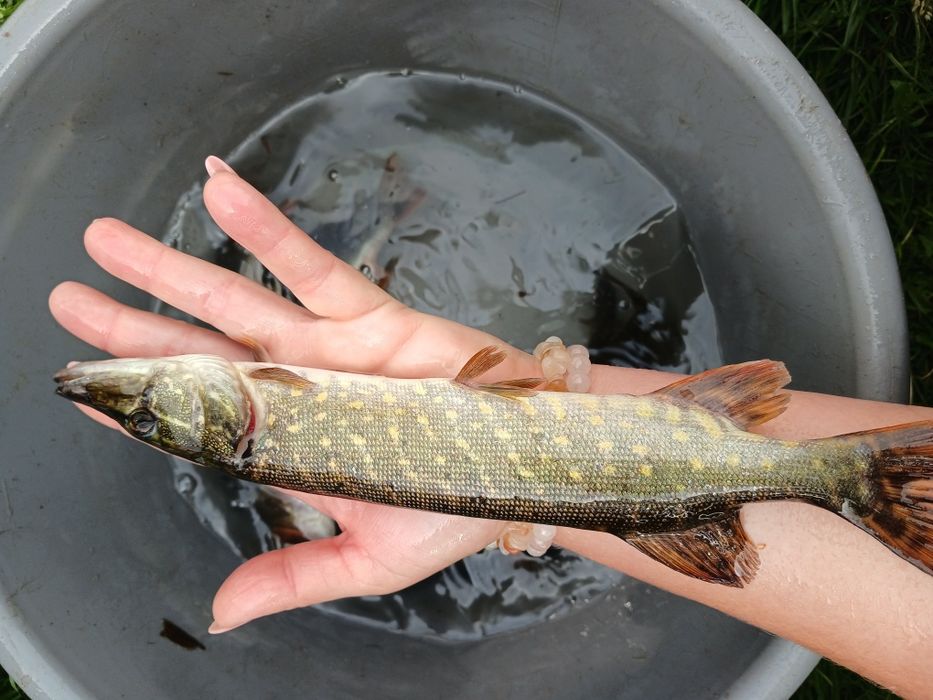 Sandacz 12-16cm  karp jesiotr palia