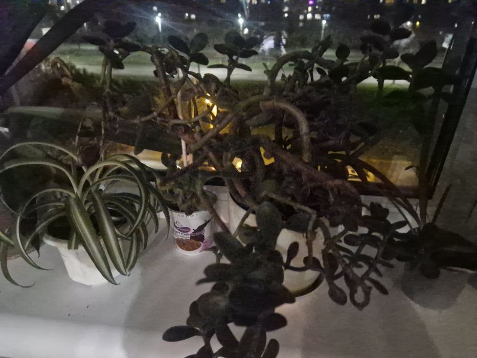 Продам недорого комнатные растения