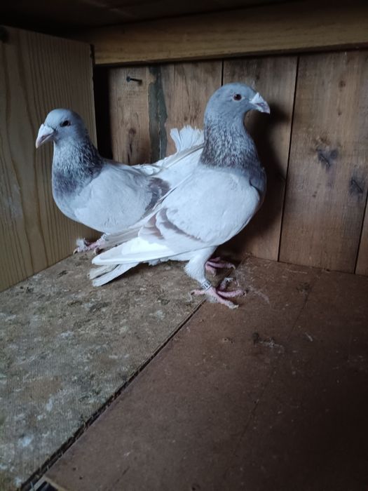 Golebie staropolskie