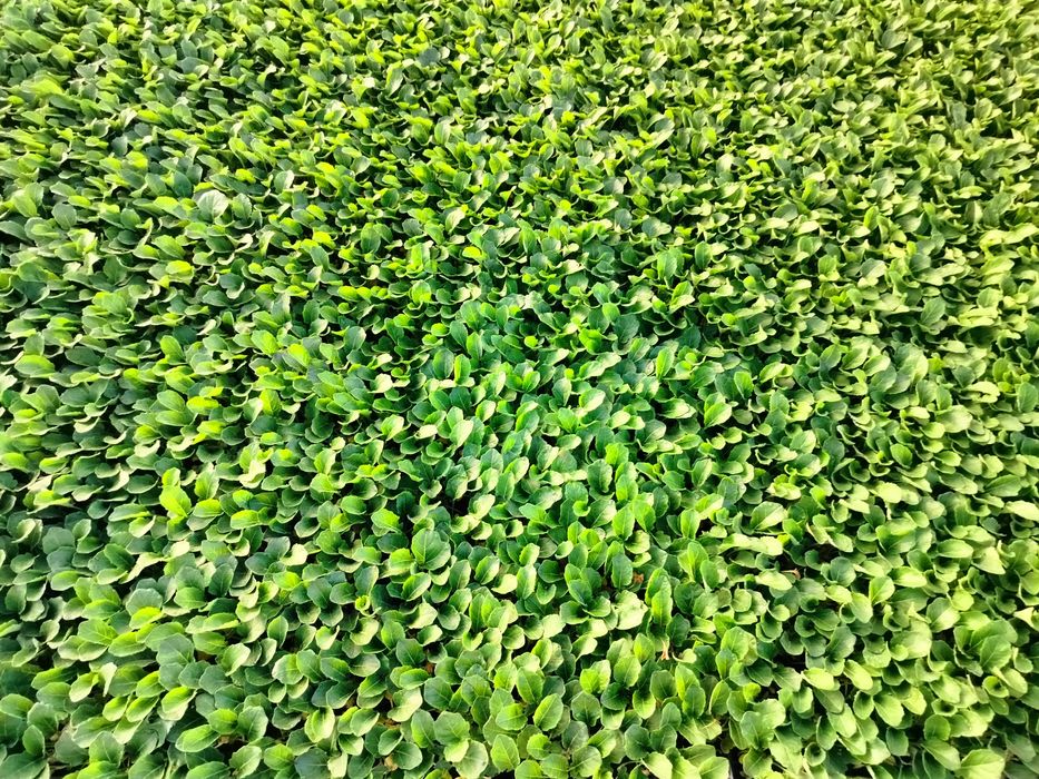 Sadzonki, rozsada brokuła