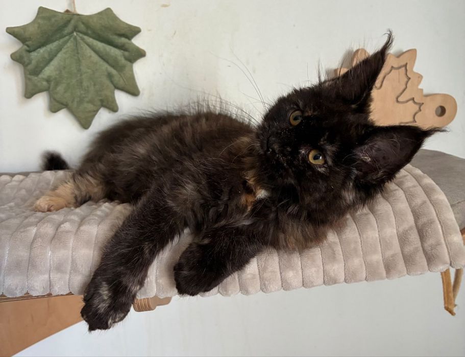 Kotka Maine Coon szylkretka