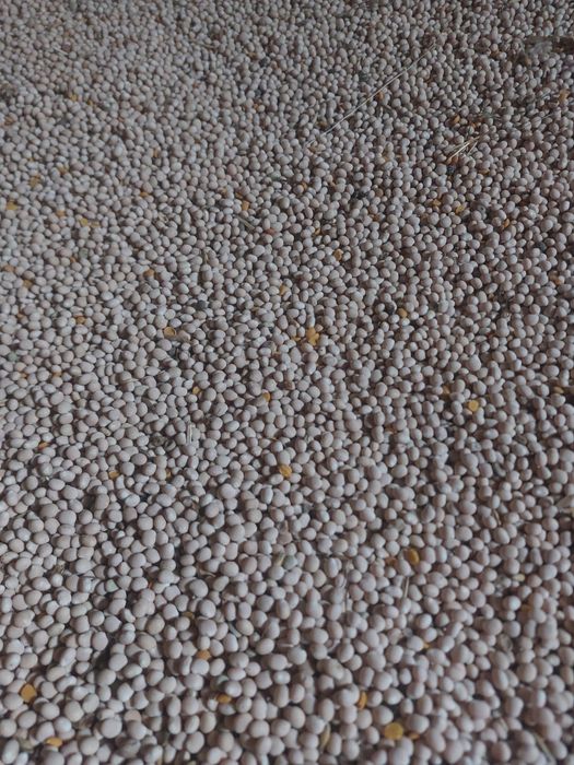 Łubin słodki do siewu