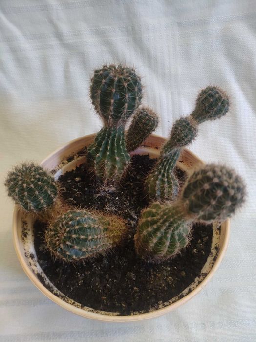 Віддам взуття, кактуси, інше